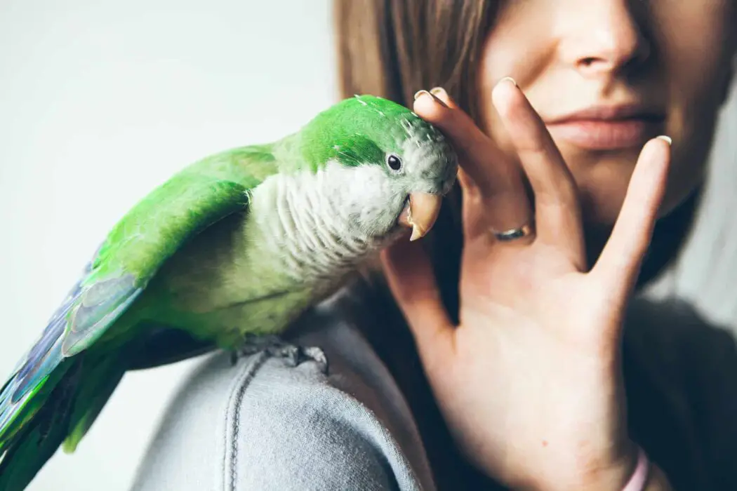 parrots are good pets