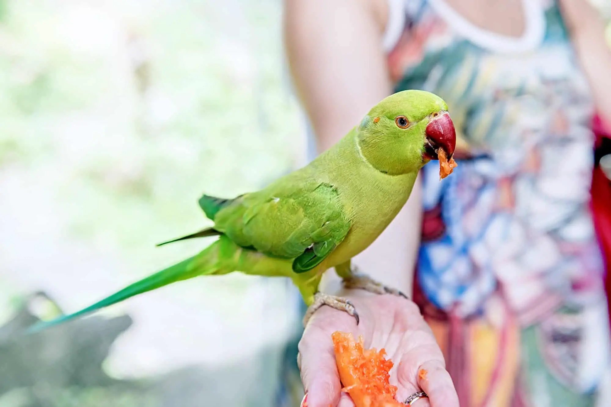 is parrot a good pet
