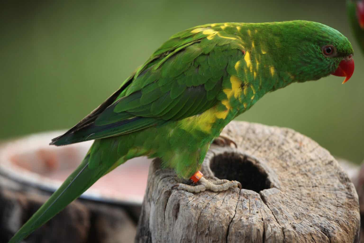 17 Arguments Why Parrots Make Good Pets, You Don’t Know What You Are ...