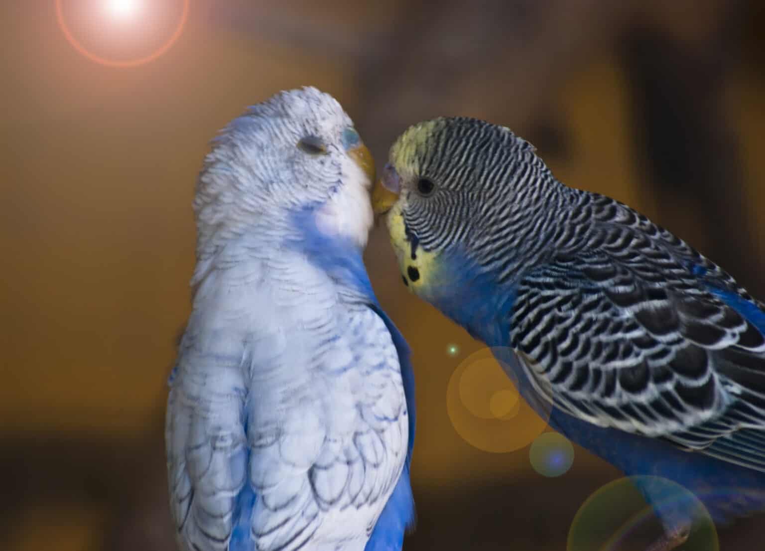 5 Signs That a Parrot Wants to Mate How to React? Talkie Parrot