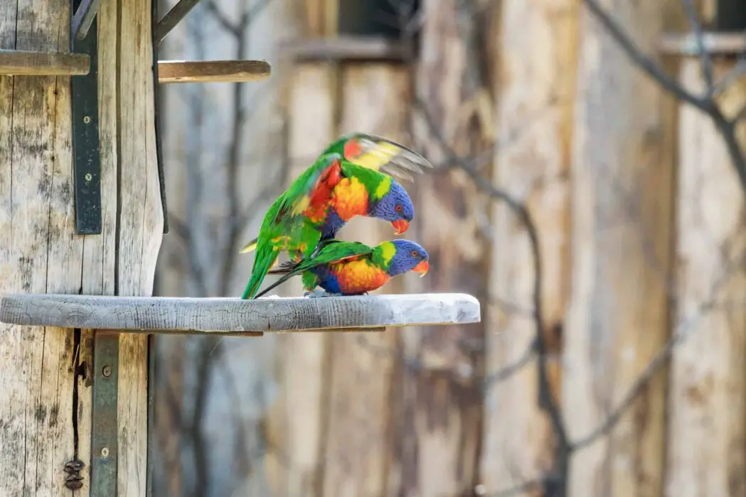 mating season for parrots