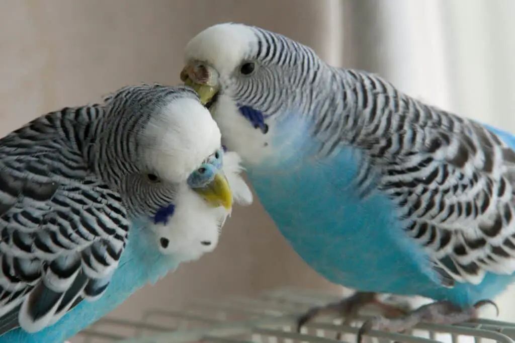 5 Signs That A Parrot Wants To Mate: How To React? - Talkie Parrot