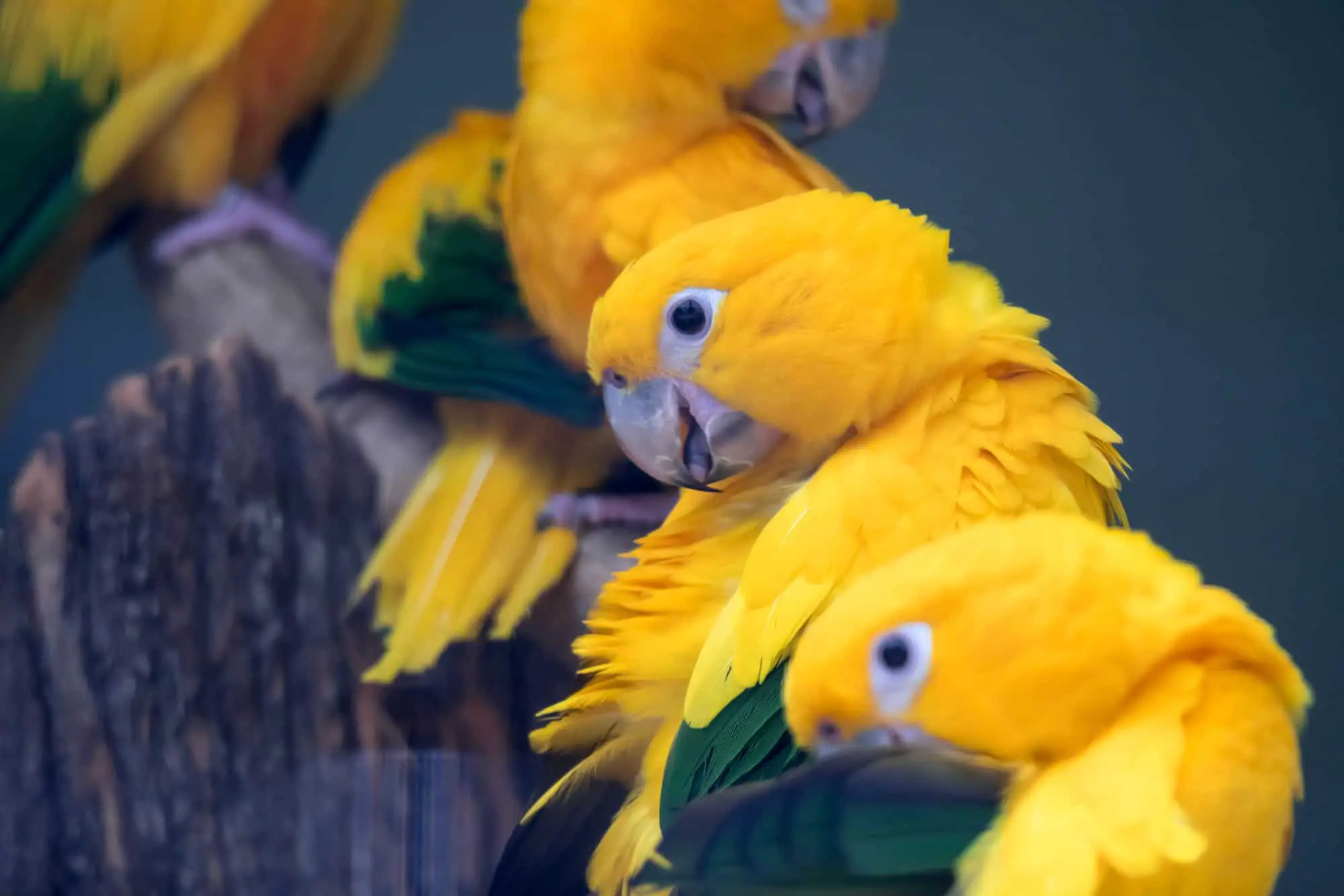 parrots homeostasis