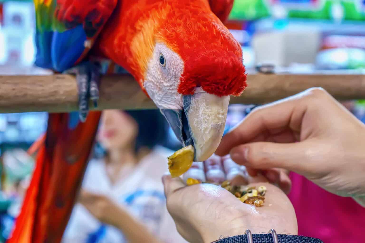 What Do Macaws Eat In Captivity VS In the Wild Talkie Parrot