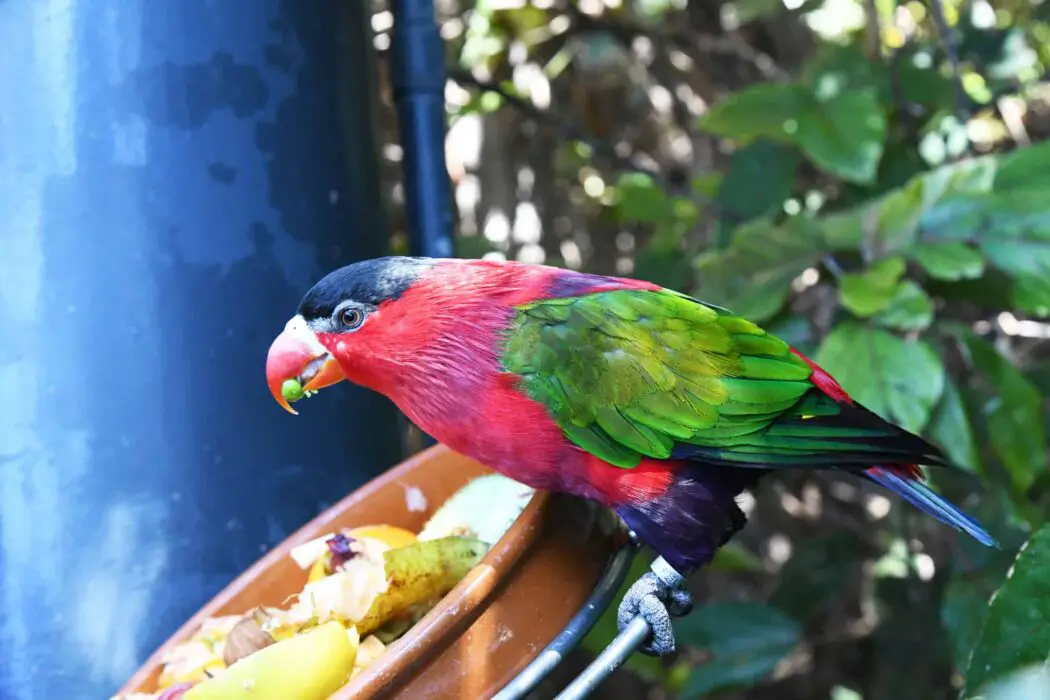 feed parrots zucchini 