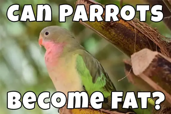 can parrots get fat