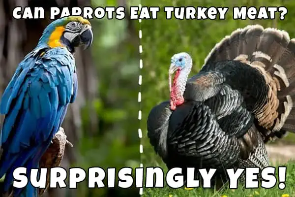 do parrots eat turkey