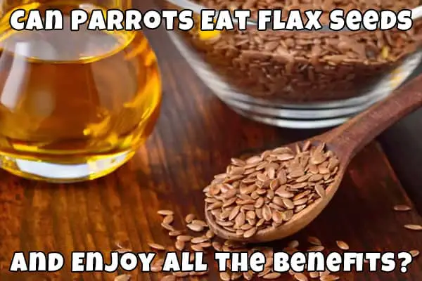 do parrot eat flax seeds