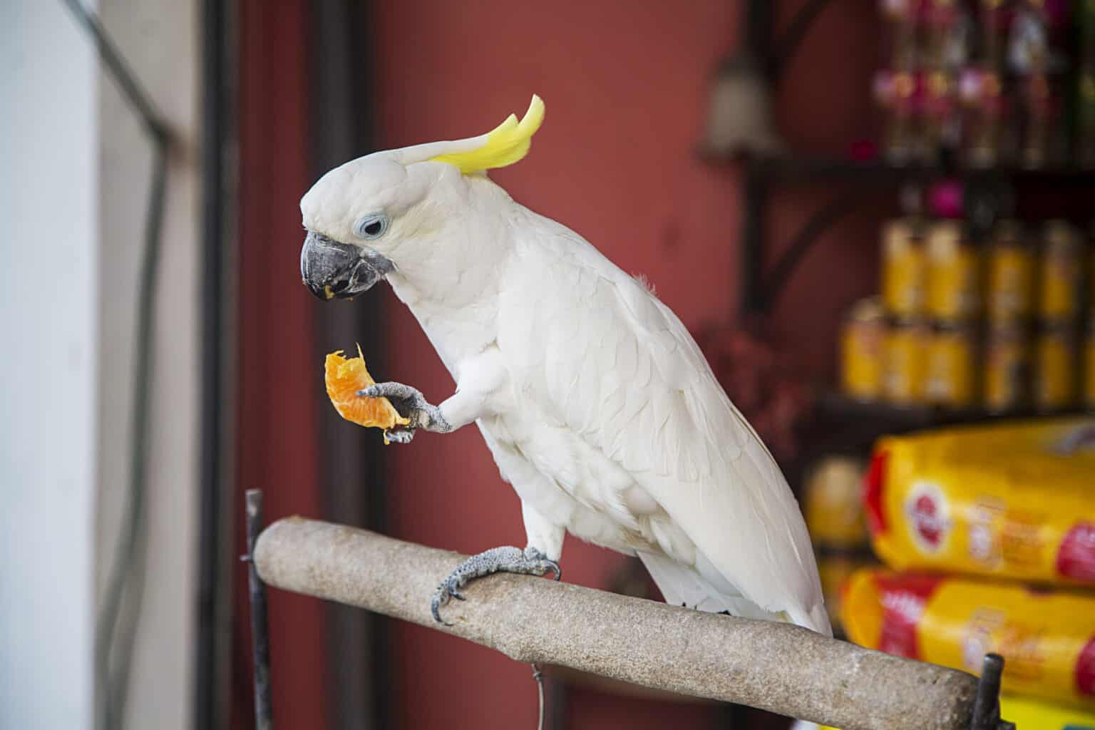 Can Parrots Eat Oranges? Safe Ways to Do It Talkie Parrot