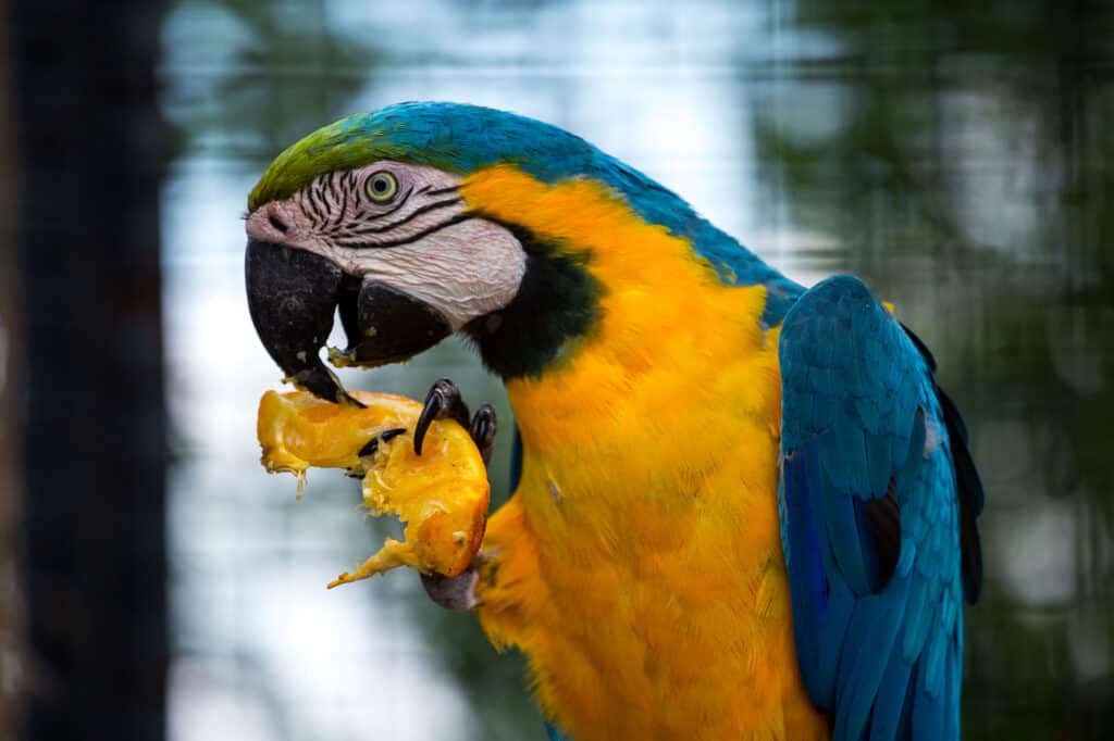 Can Parrots Eat Oranges? Safe Ways to Do It Talkie Parrot