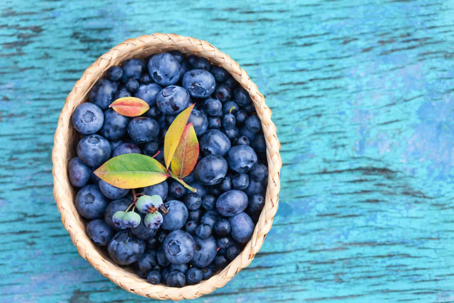 Can Parrots Eat Blueberries Safely? Talkie Parrot