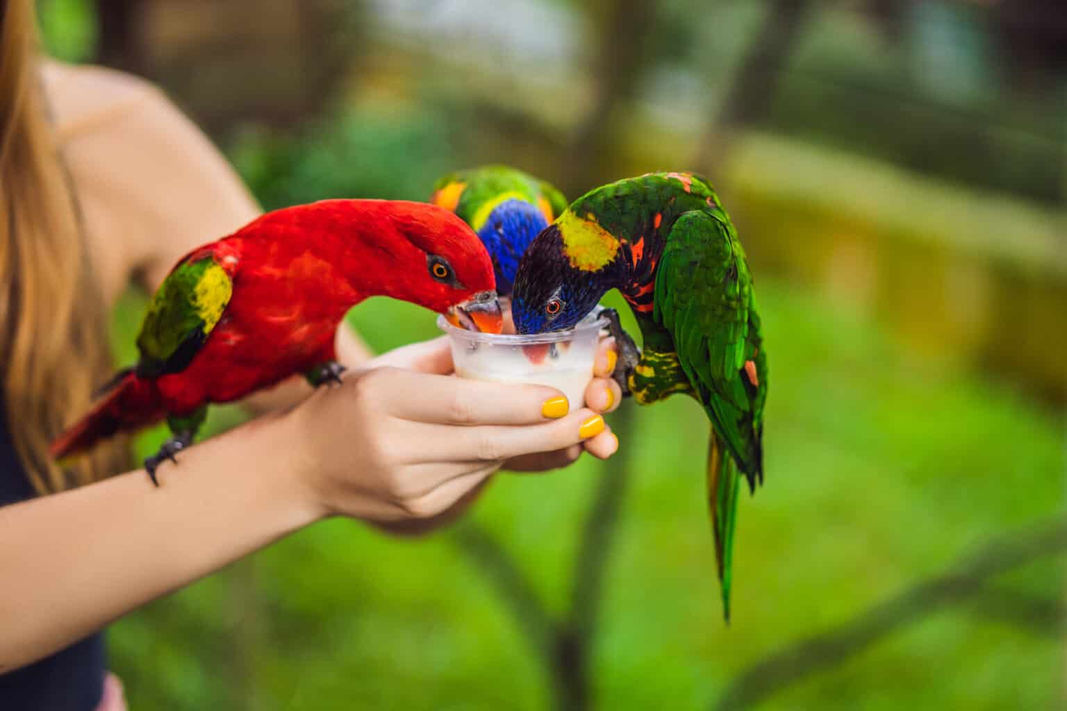 Can Parrots Drink Milk Safely? Talkie Parrot
