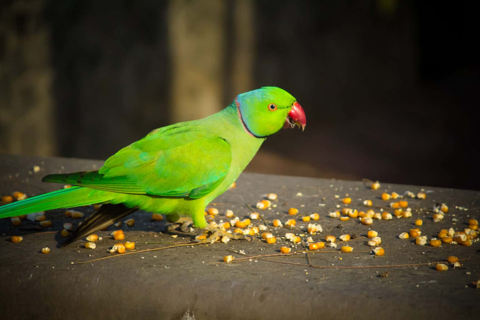 Can Parrots Eat Corn? Talkie Parrot