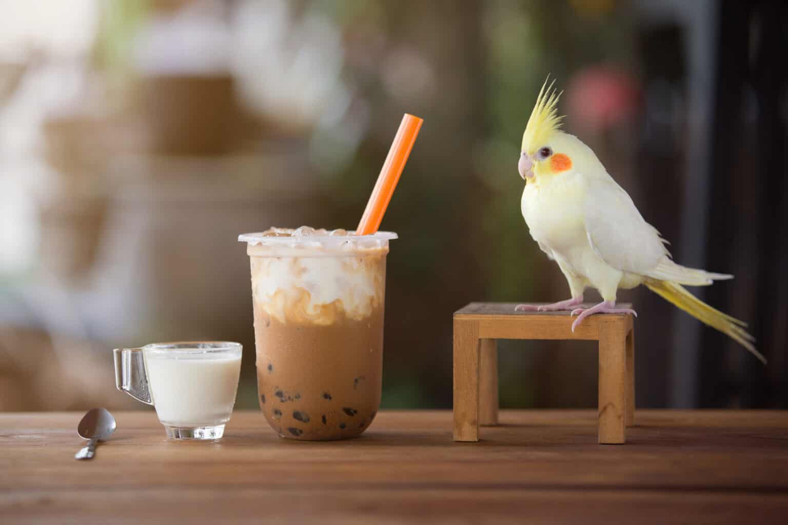 Can Parrots Drink Milk Safely? Talkie Parrot