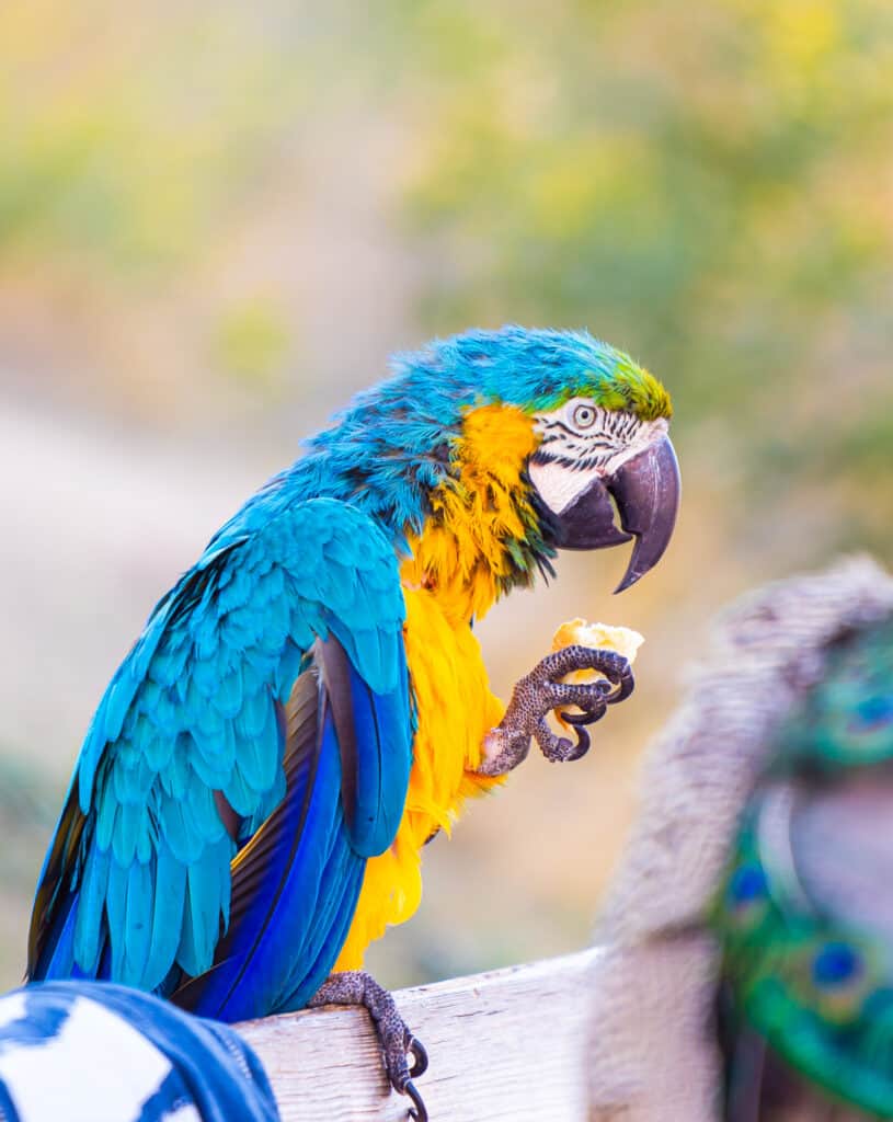 Can Parrots Eat Bread? Talkie Parrot
