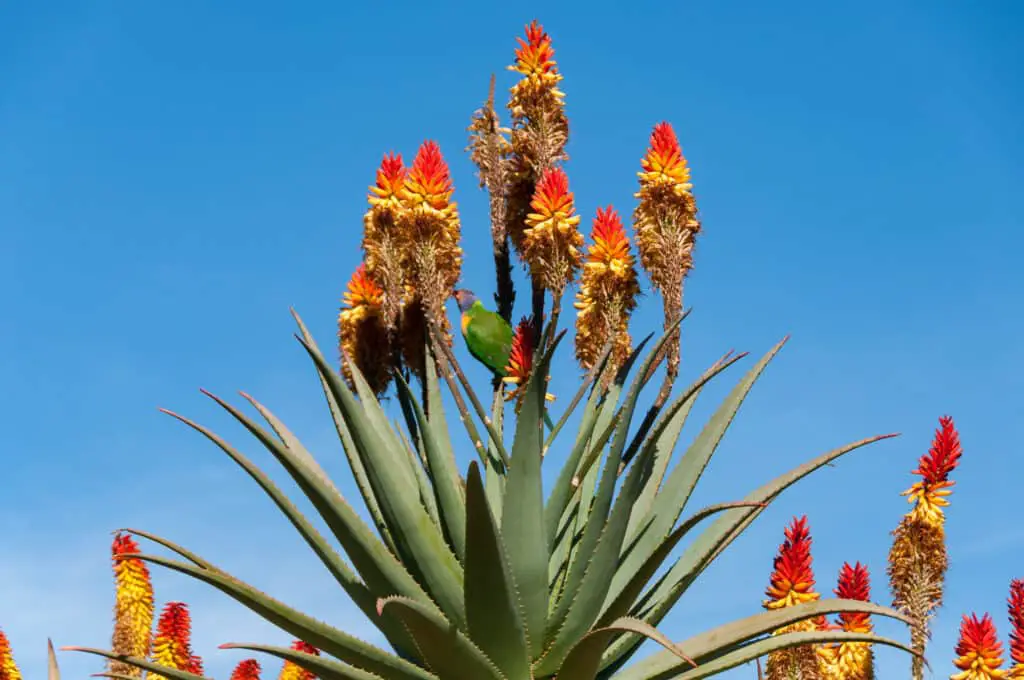 Can Parrots Eat Aloe Vera? Talkie Parrot