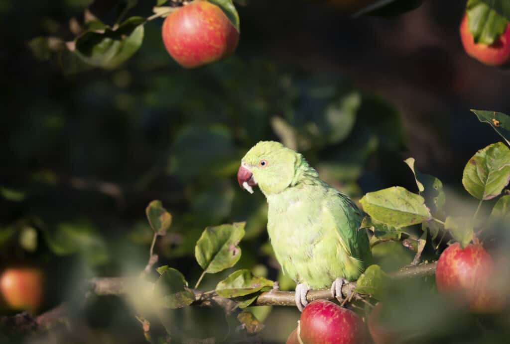Can Parrots Eat Apples? One Danger to Learn Talkie Parrot