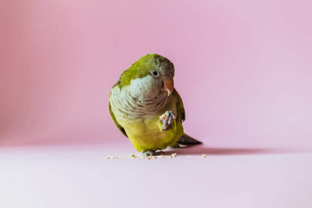 Can Parrots Eat Bread? Talkie Parrot