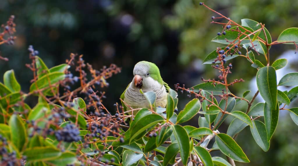 Can Parrots Eat Blueberries Safely? Talkie Parrot