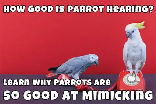 how parrots hear