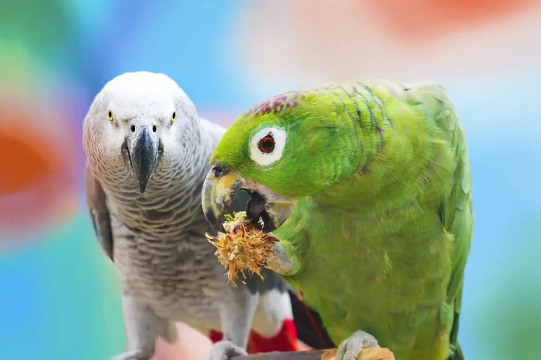 can parrots eat herbs