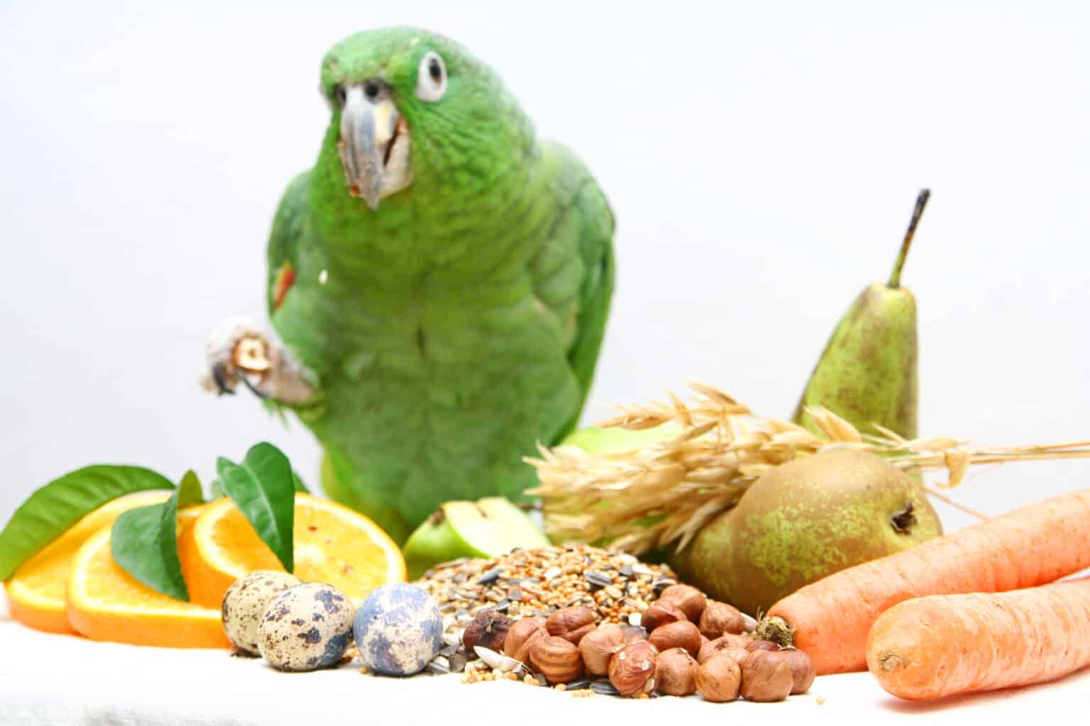 Can Parrots Eat Carrot? 4 Yes and 1 No Talkie Parrot