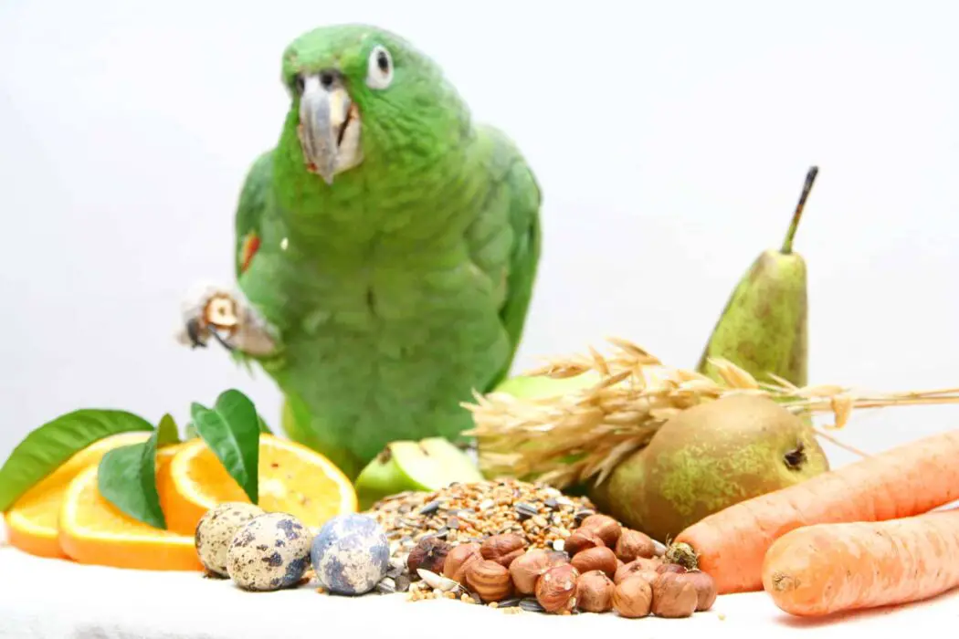 do parrots eat carrots
