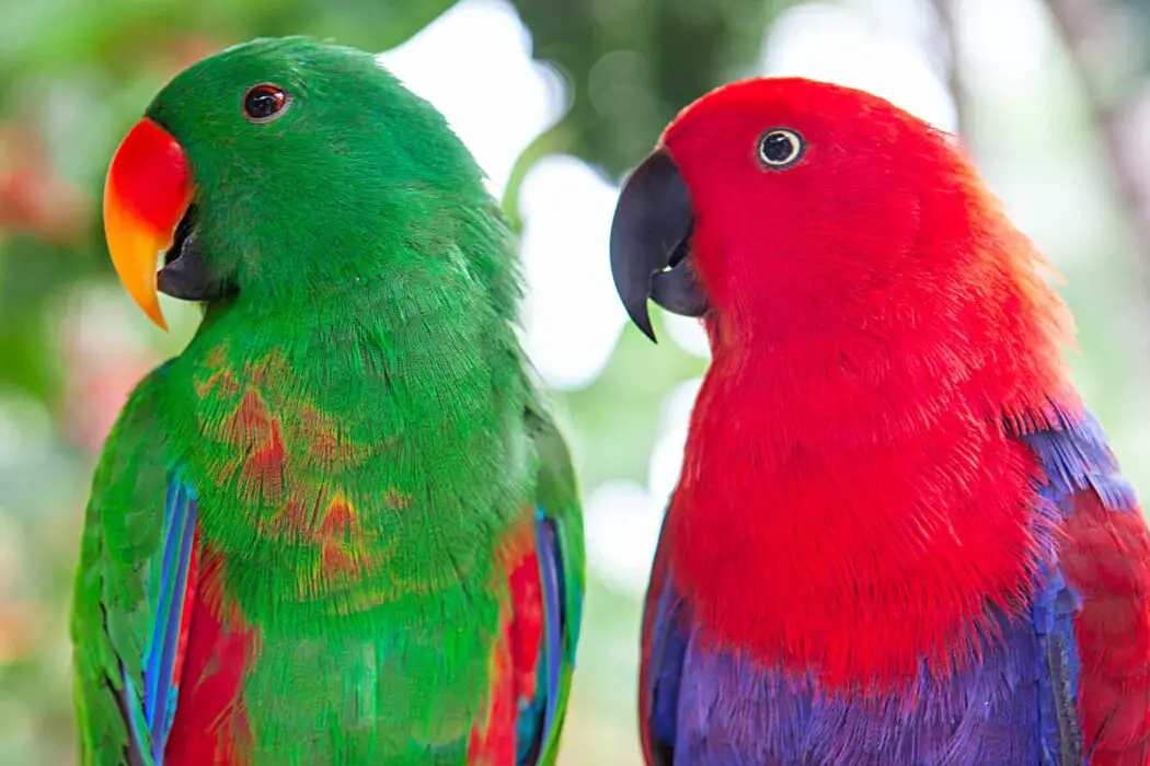 how long do eclectus live