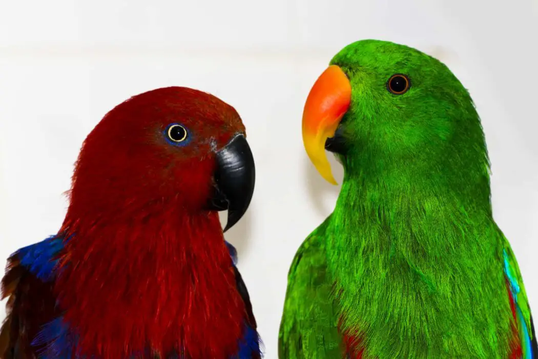 how long do eclectus parrots live