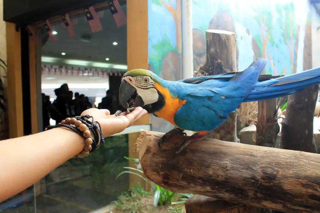 parrot eats flax seeds 