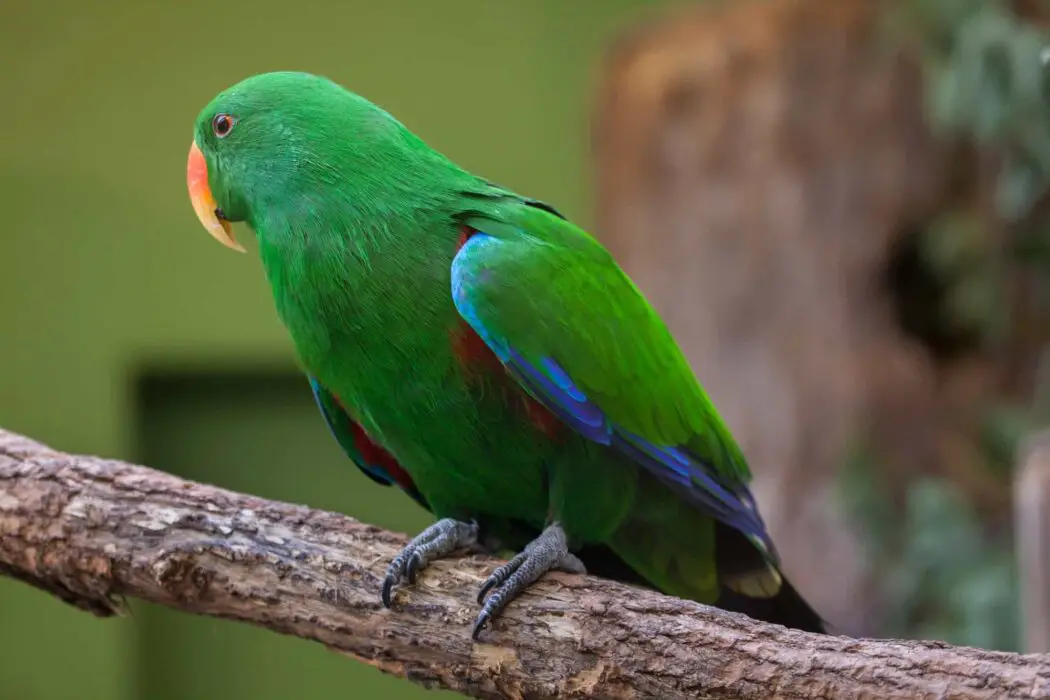 eclectus parrots 