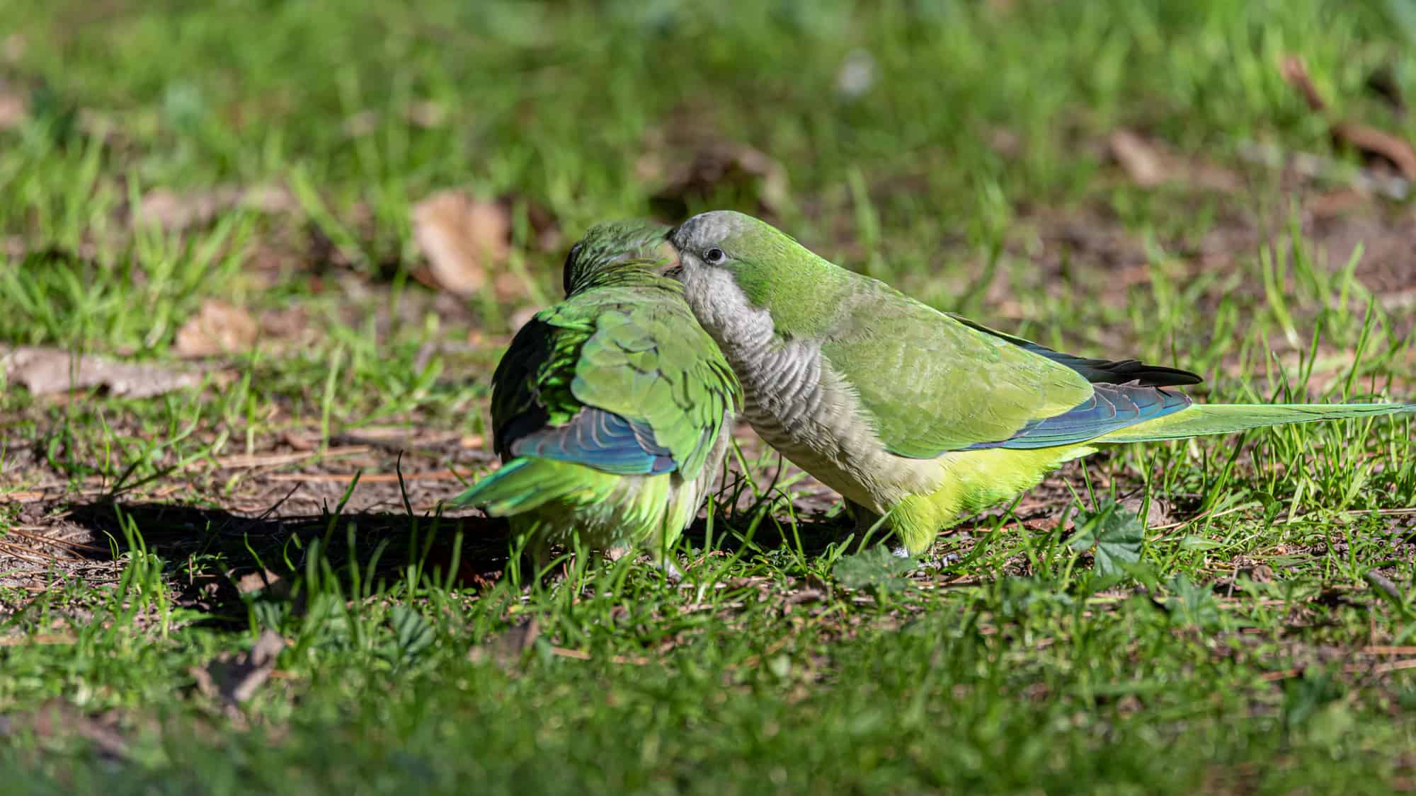 how well do parrots hear