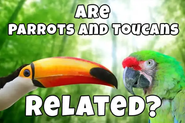 Parrots and Toucans