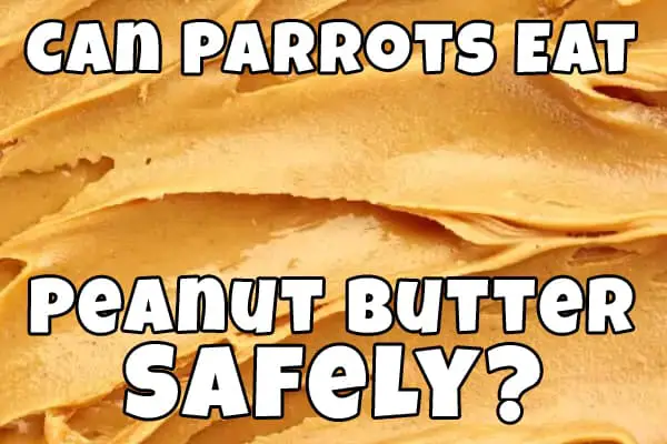 Can parrot eat peanut butter