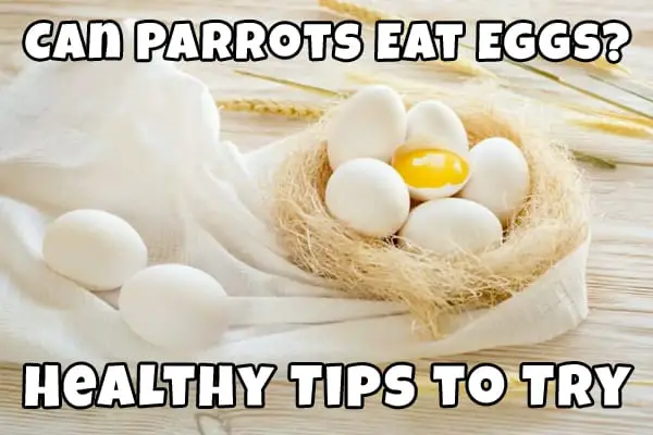 parrots eat eggs