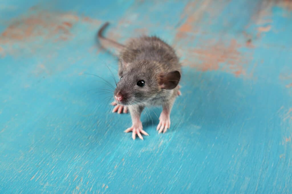 Do Parrots Attract Mice? Is There Any Danger? Talkie Parrot