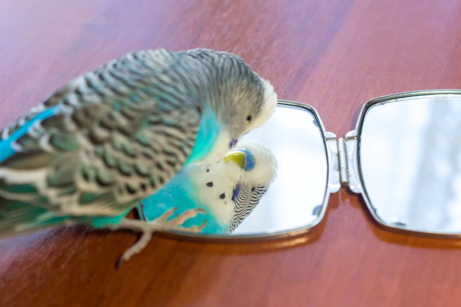 Can Parrots Recognize Themselves In A Mirror? Talkie Parrot