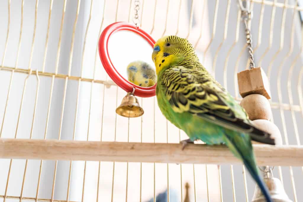 Can Parrots Recognize Themselves In A Mirror? Talkie Parrot