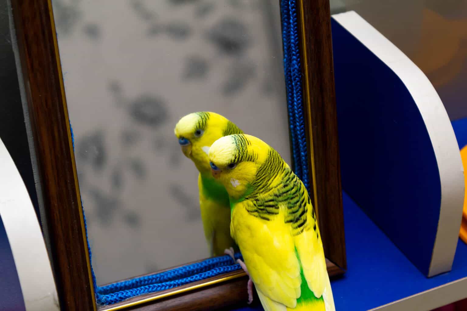Can Parrots Recognize Themselves In A Mirror? Talkie Parrot