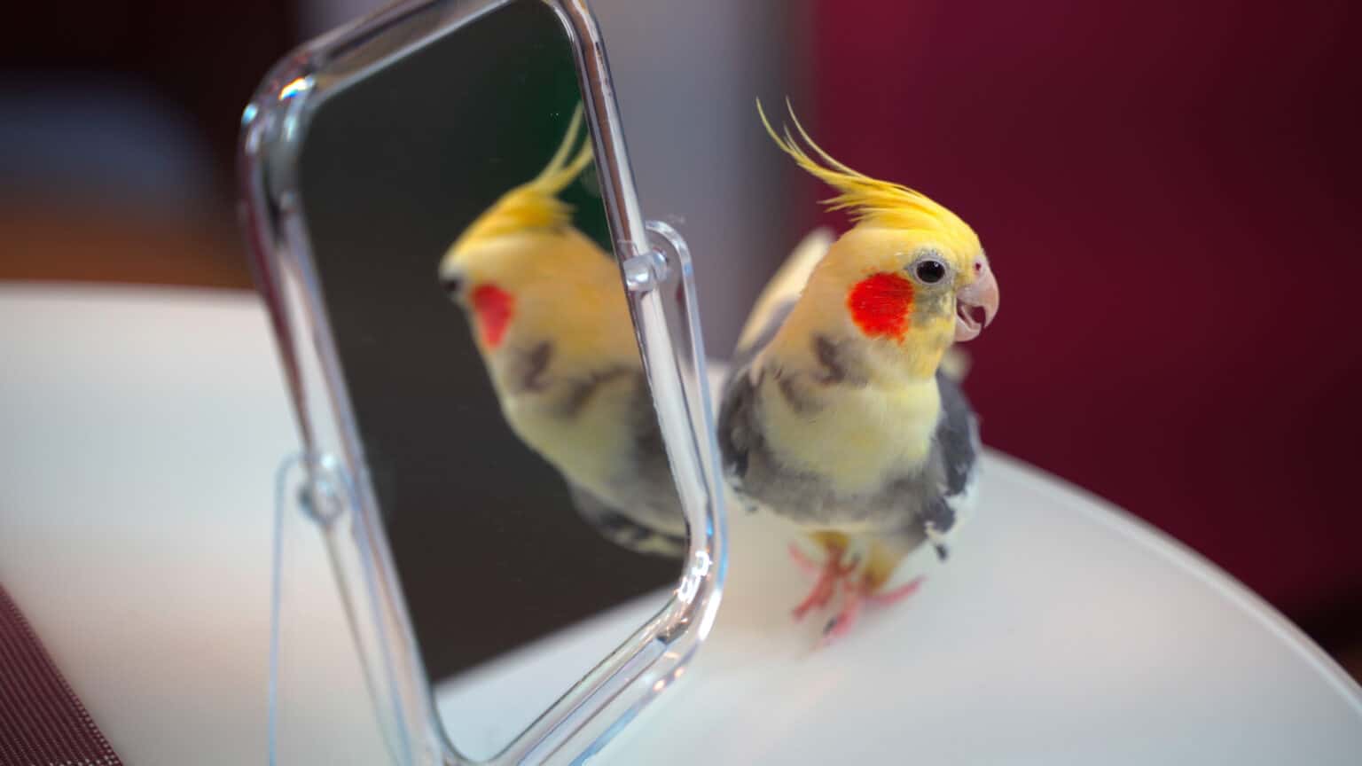 Can Parrots Recognize Themselves In A Mirror? Talkie Parrot