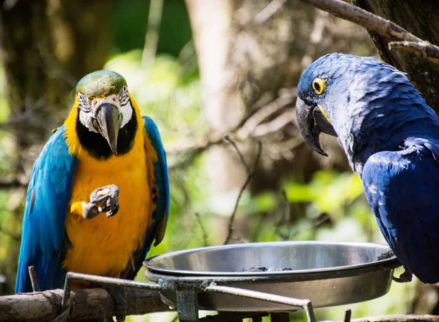 Can Parrots Eat Eggs? Healthy Tips to Try Talkie Parrot