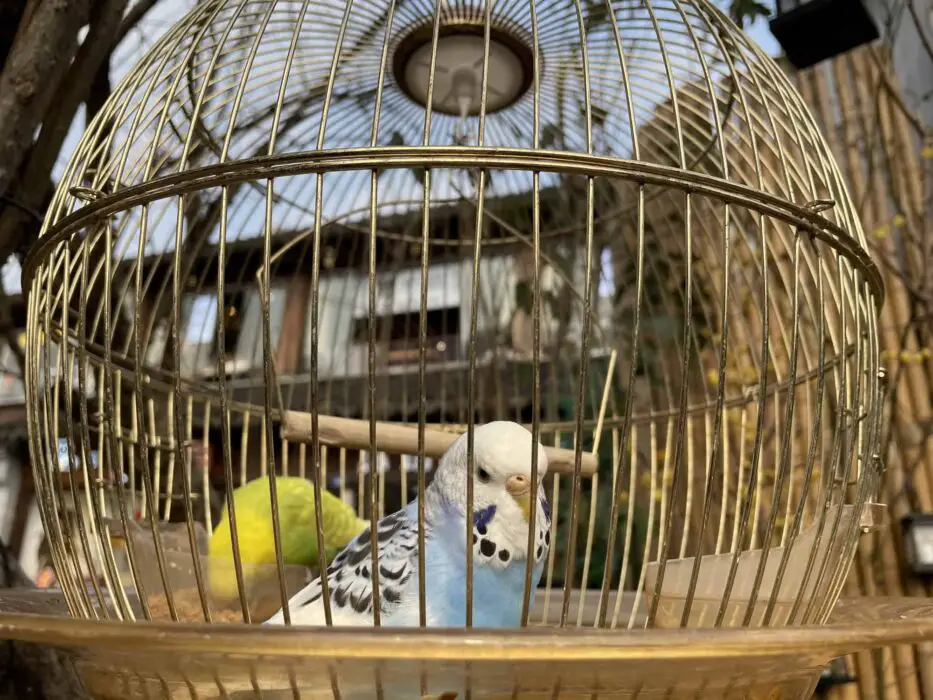 can-parrots-eat-meat-how-to-feed-parrots-why-can-t-parrots-eat-meat