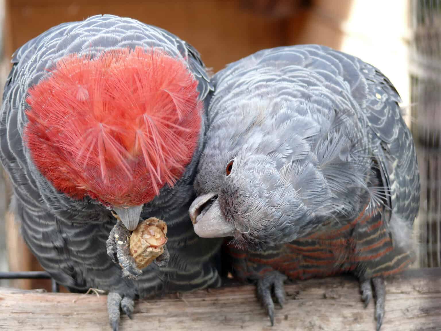 can-parrots-eat-peanut-butter-safely-talkie-parrot