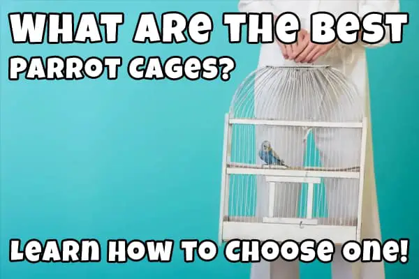 what's the best parrot cage