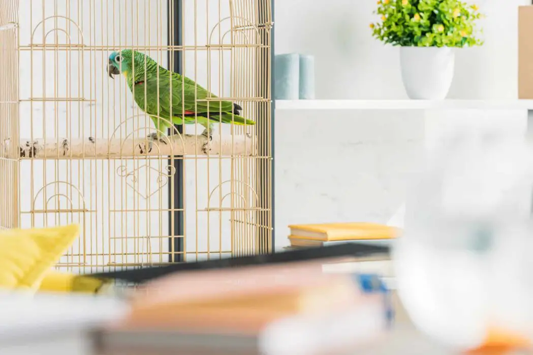 buy best parrot cage 