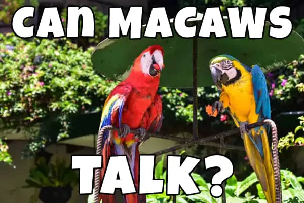 Two macaws talk