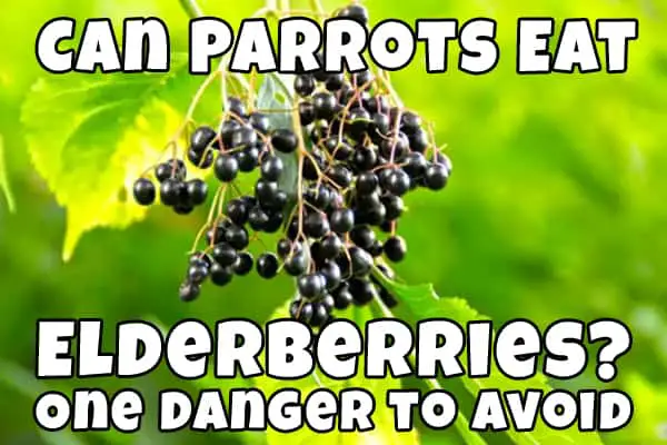 parrots and elderberries
