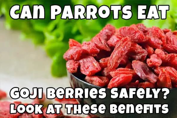 goji berries for parrot