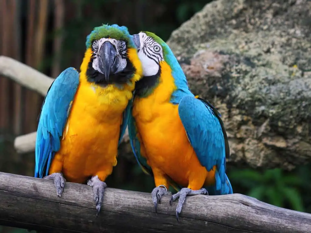 Can Macaws Talk? - Talkie Parrot