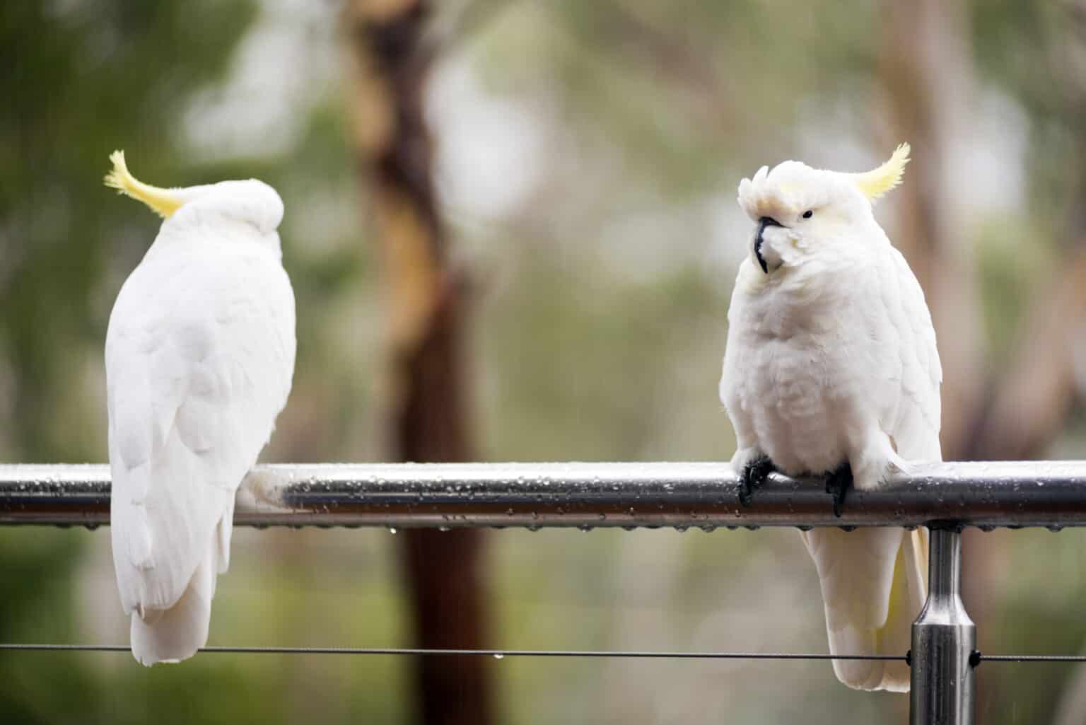 Can Cockatoos Talk? Talkie Parrot